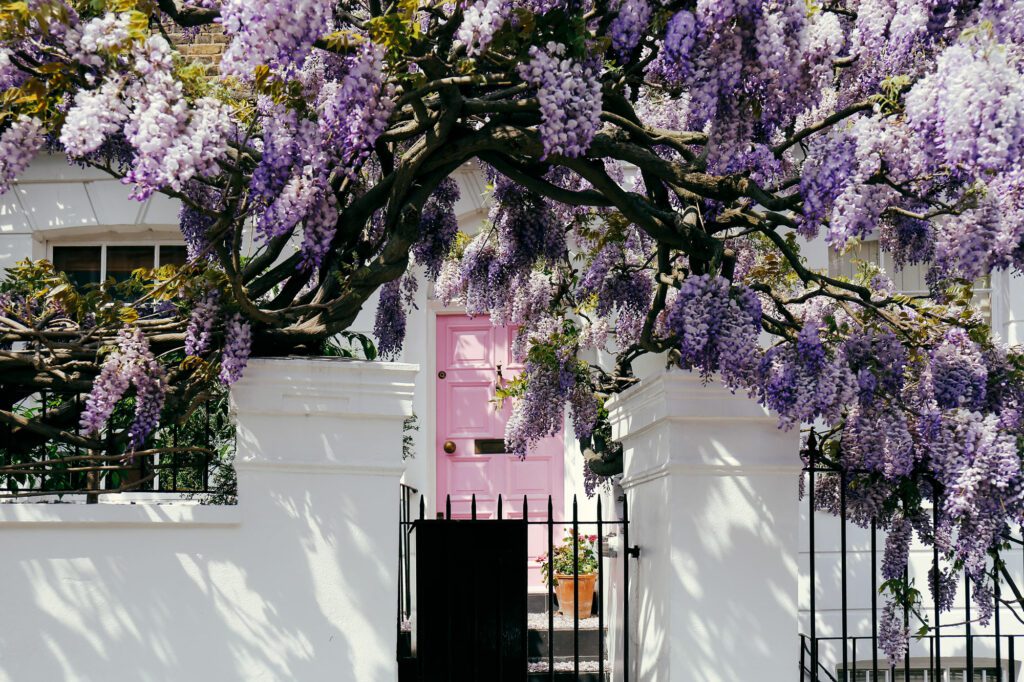 Blossoming wisteria tree covering up a facade of a house