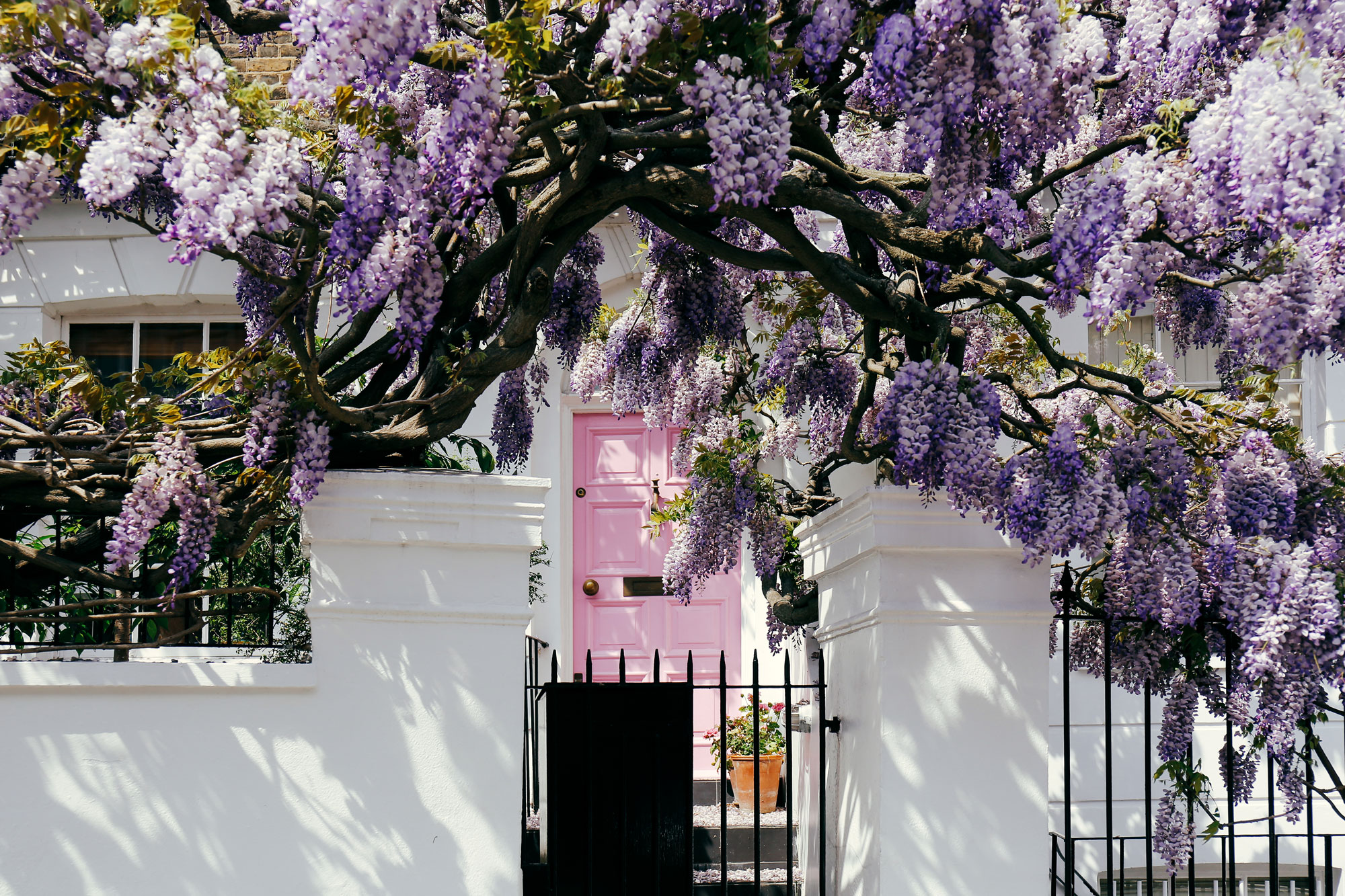 Blossoming wisteria tree covering up a facade of a house