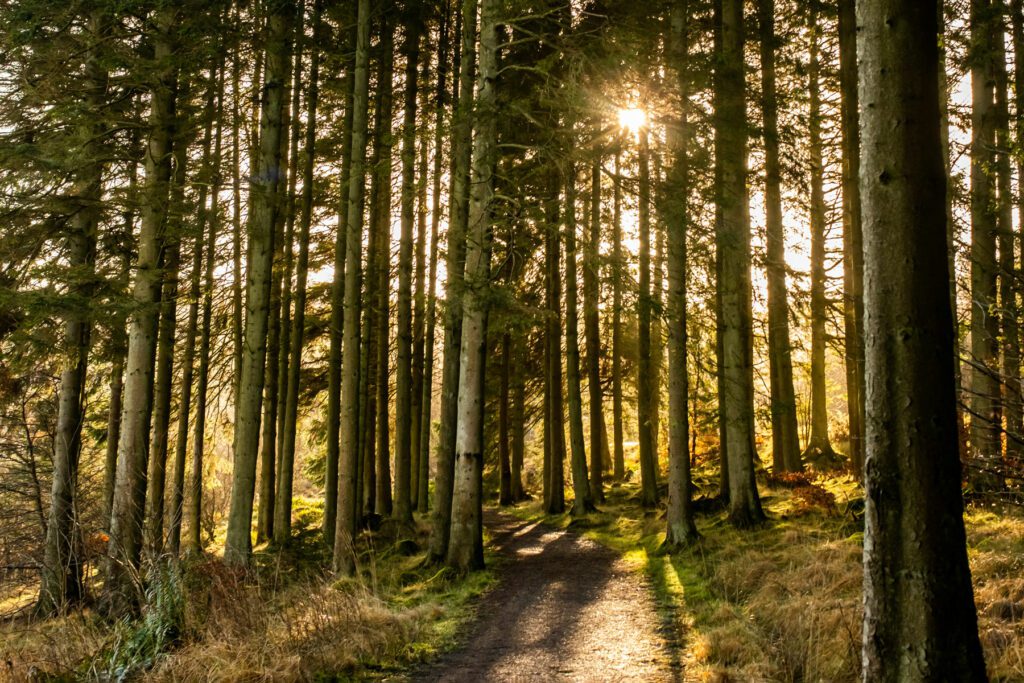 Forest