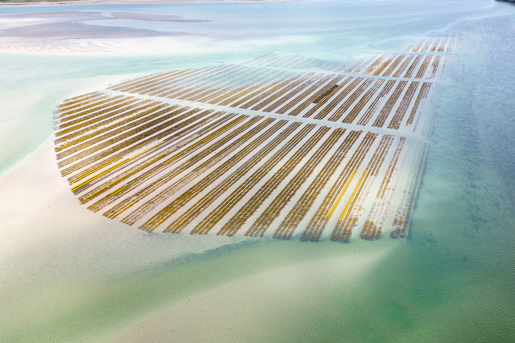 Aerial drone view of oyster farm racks, at low tide.