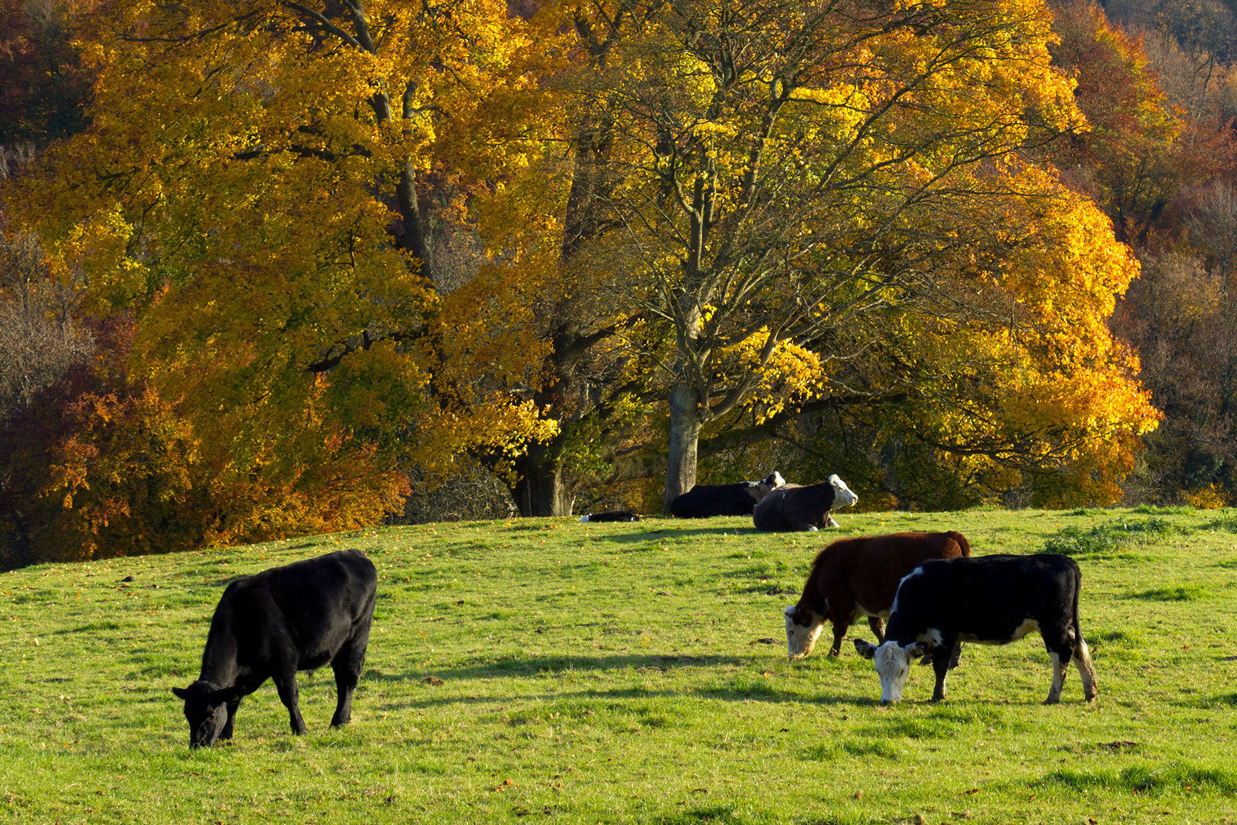 AgriLore Autumn 2025