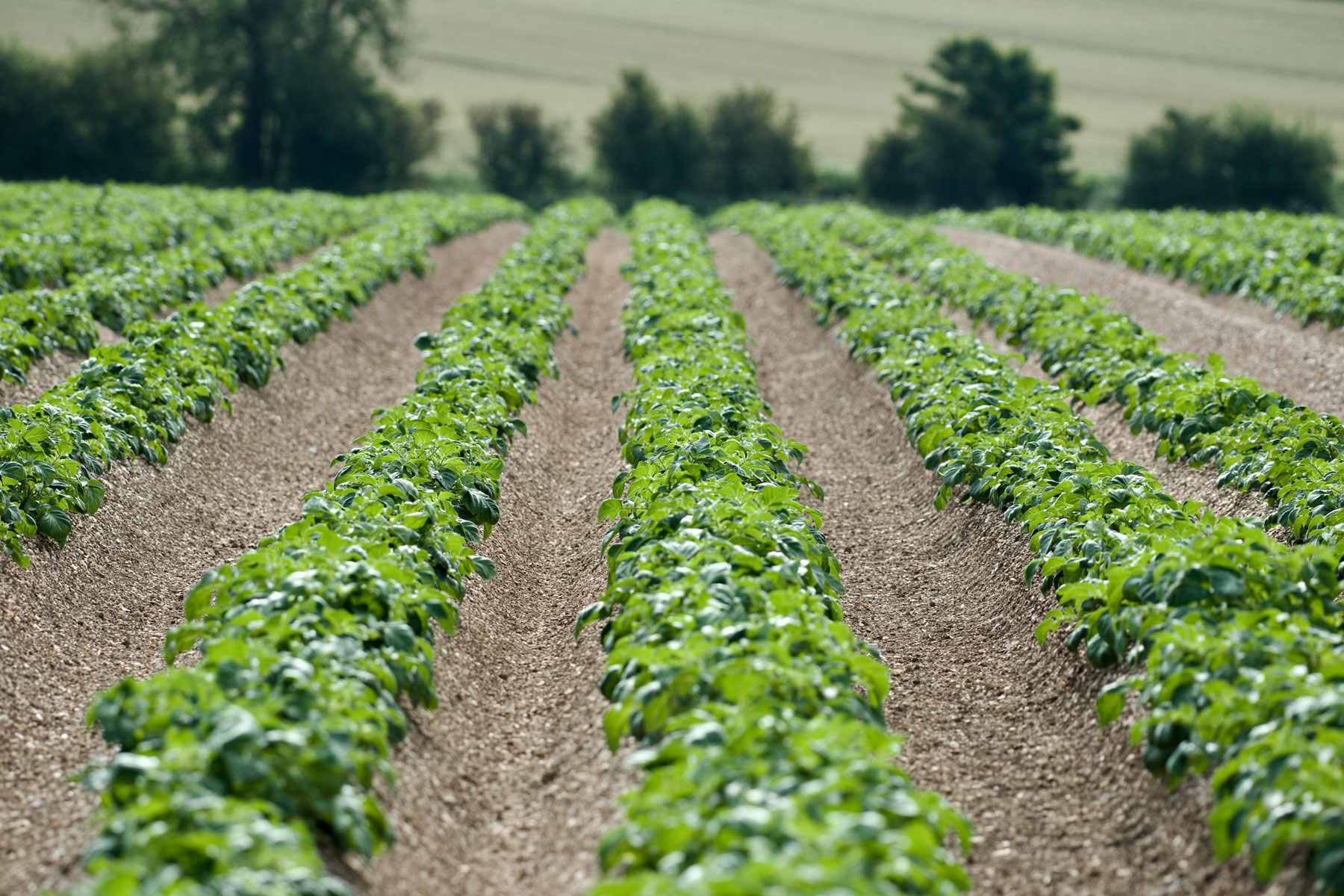 Sustainable Agriculture: the future of UK farming: Interview with Dustin Benton from Forefront Advisors
