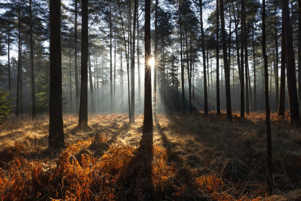 The New Forest National Park is a stunning place at anytime but when there is a mist it takes on an ethereal feel