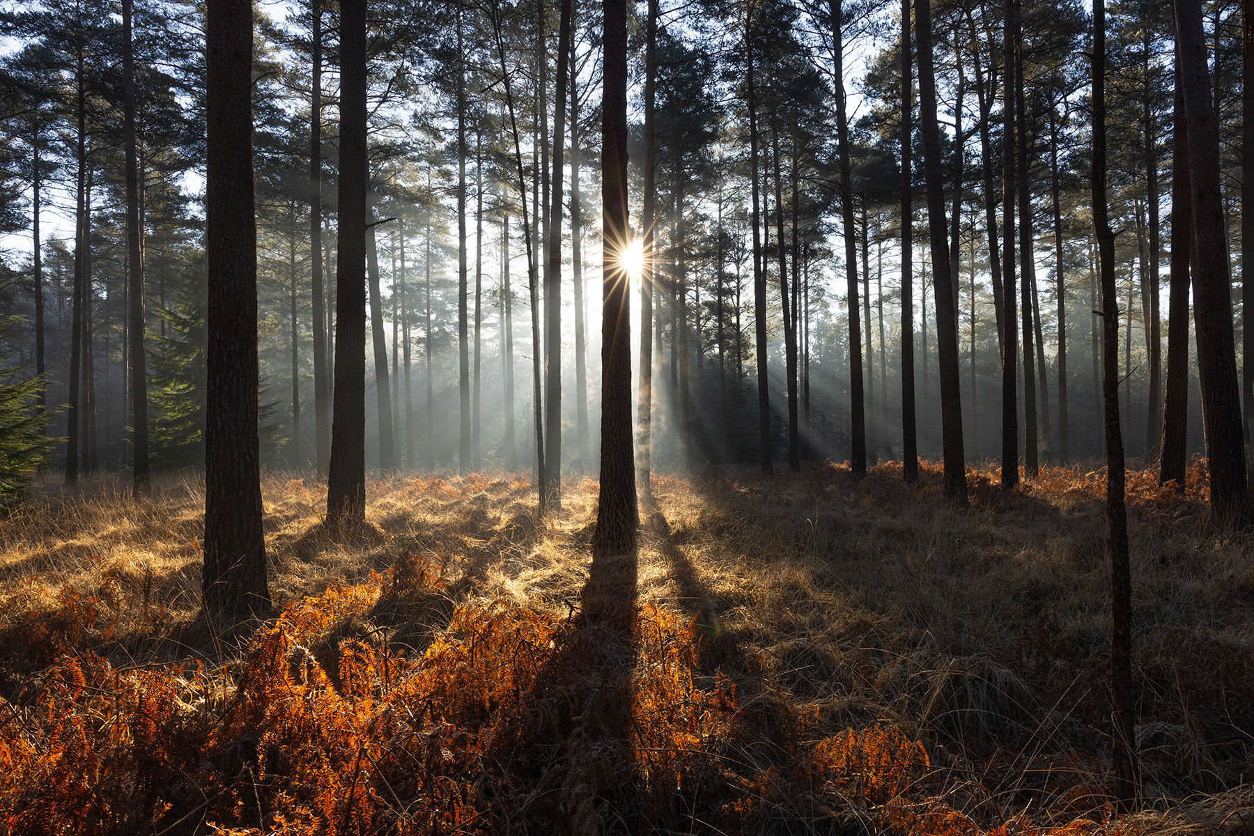 Felling licences and restocking notices – Navigating the requirements of the Forestry Act 1967