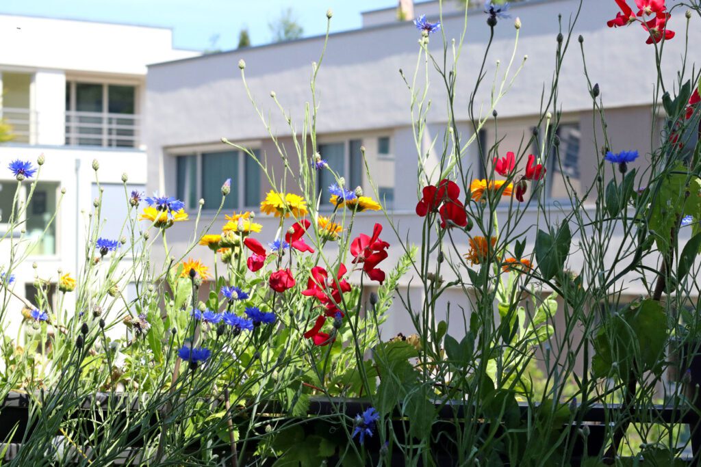 Urban Gardening on the balcony, picture of colorful flowers for insects in the city