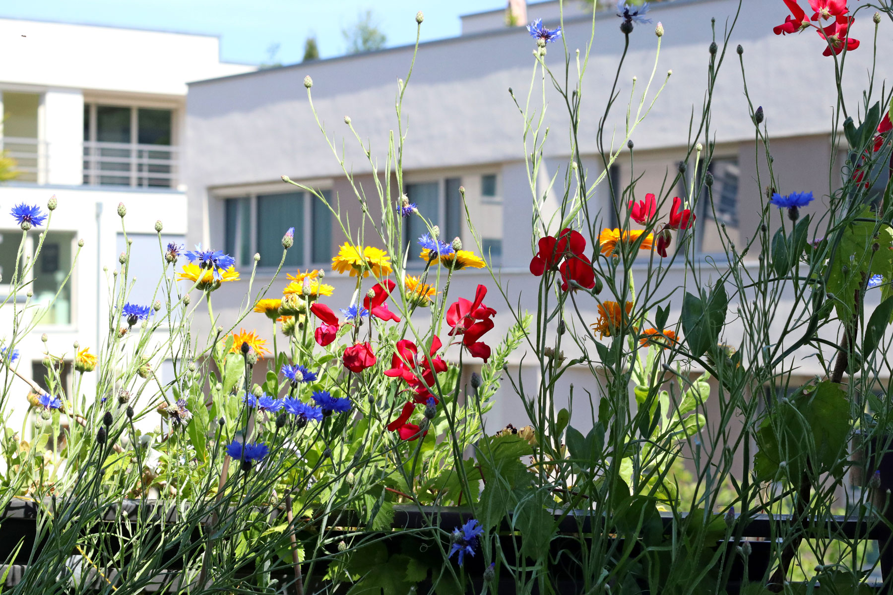 Urban Gardening on the balcony, picture of colorful flowers for insects in the city