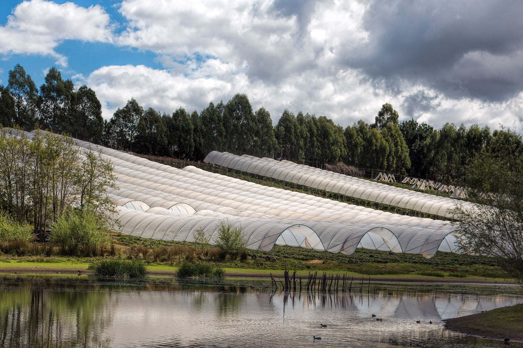 The coverings shielding the rows of berries at a farm are reflected in the water of the lake