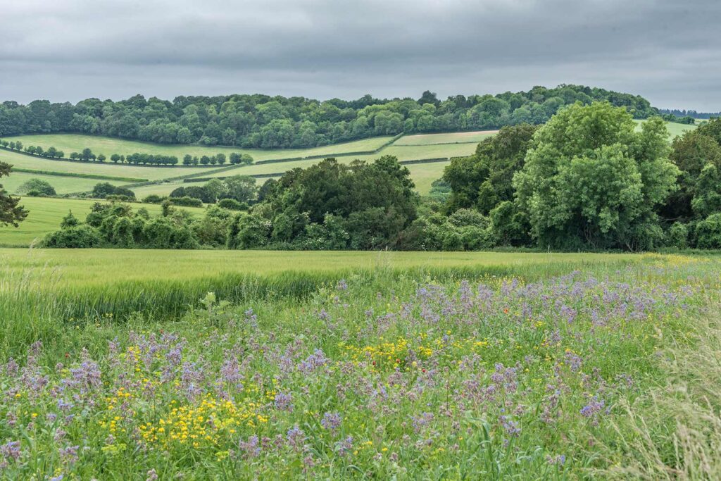 English countryside in summer, Hampshire