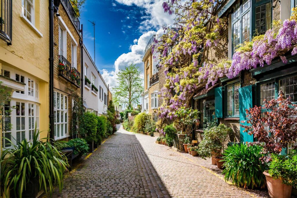 A traditional mews house covered with purple wisteria flowers in bloom on a cobbled street in London, UK.