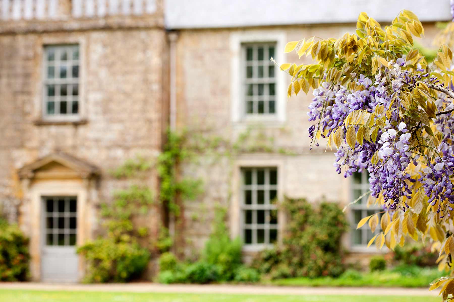 Wisteria flowering in the grounds of a mansion