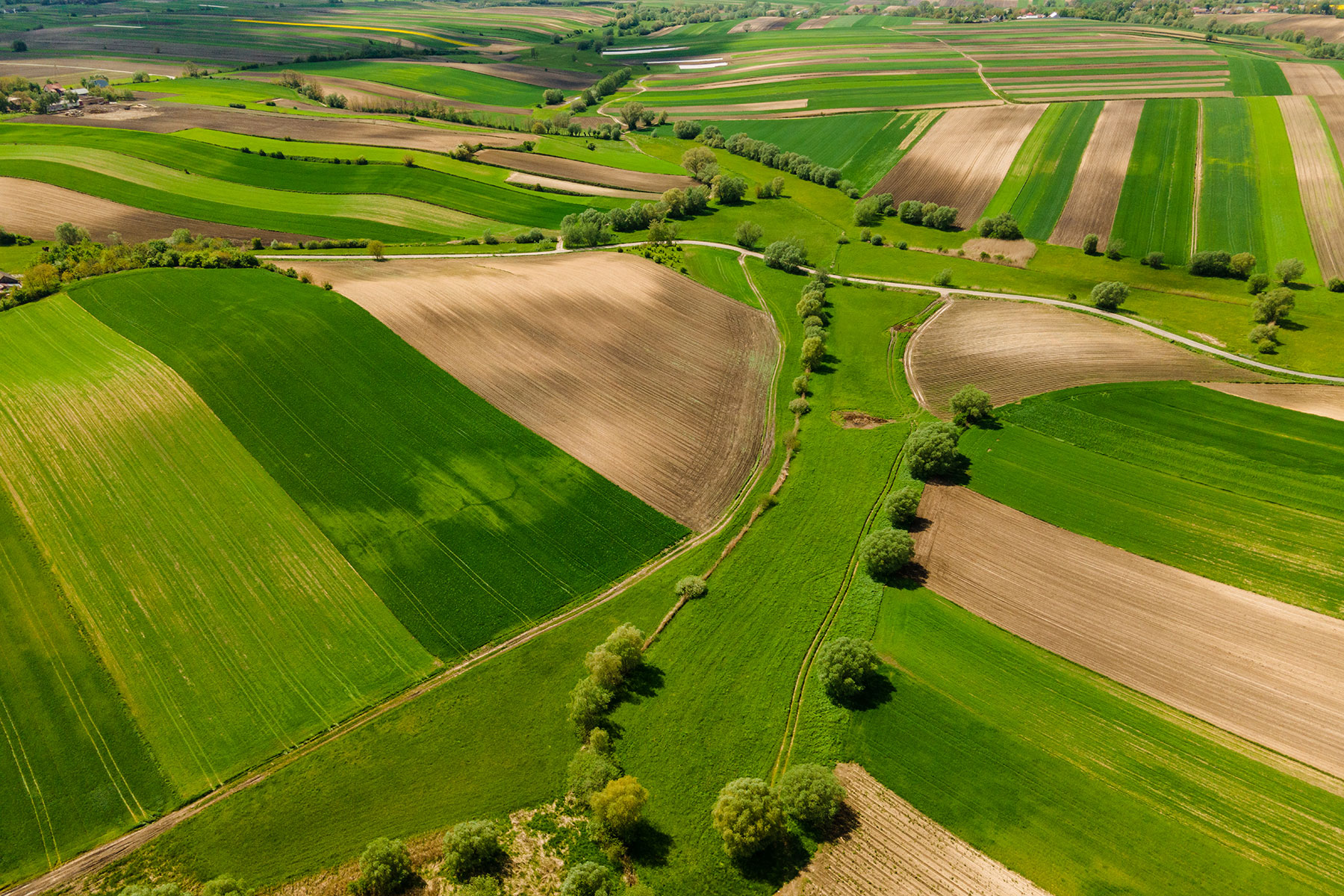 Spring Colors in Farmfields with Fresh Crop Plants Growing.