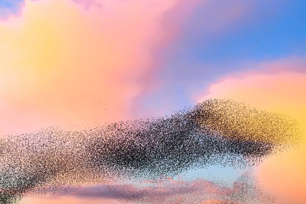 Starling birds murmuration in an cloudy sky during a calm sunset at the end of the day.