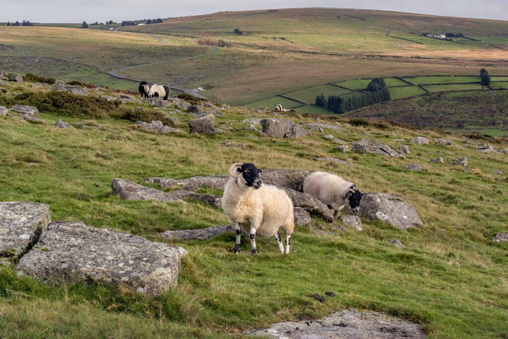 Sheep grazing on the harsh landscape in Dartmoor