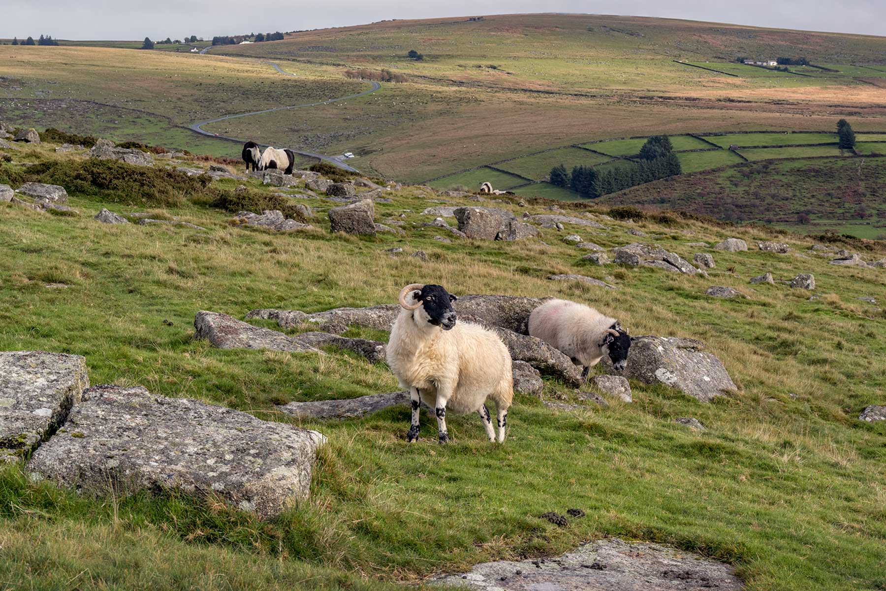 Sheep grazing on the harsh landscape in Dartmoor