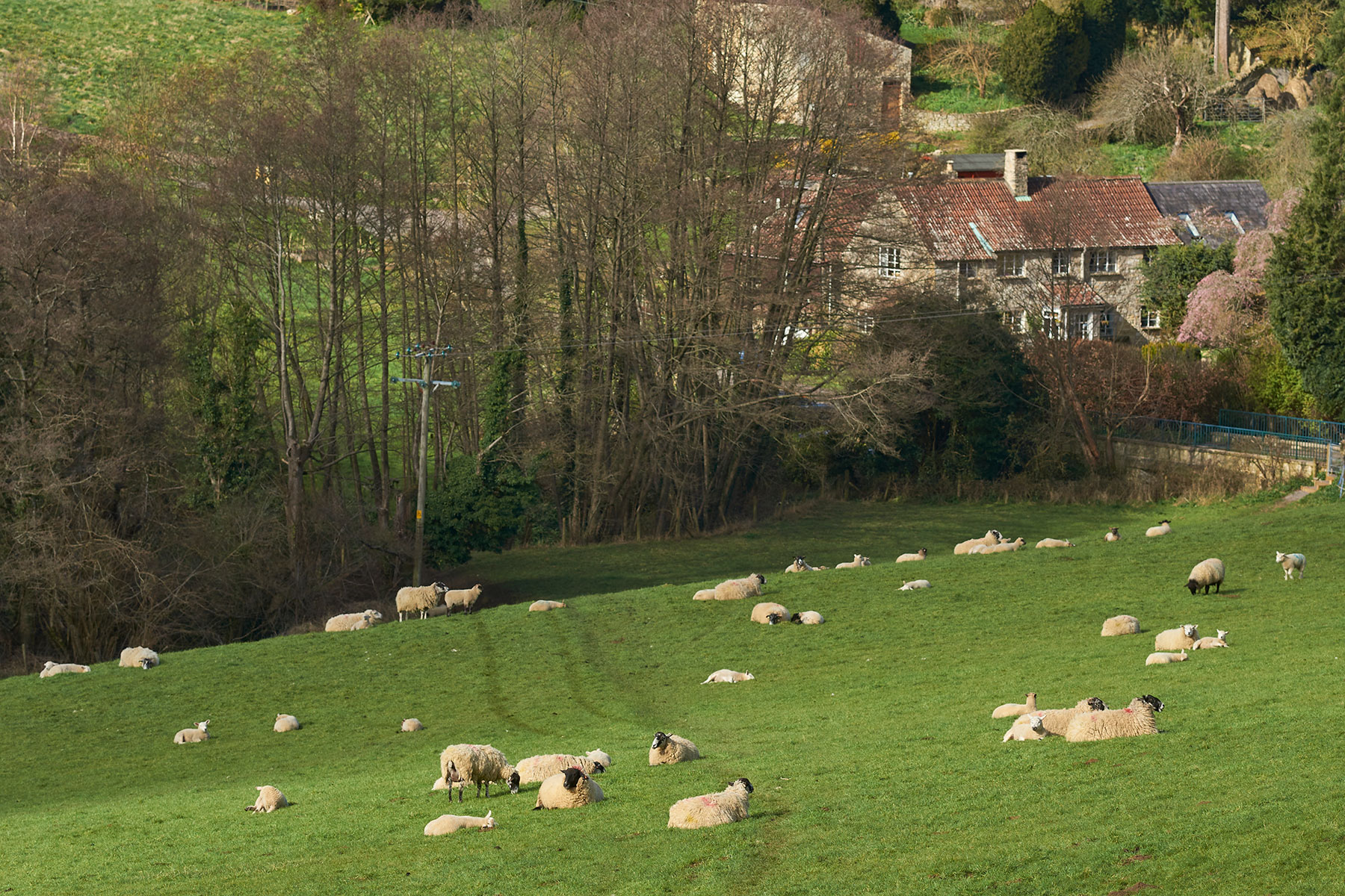A flock of sheep grazing and resting on a grassy hillside near a cluster of trees and a stone house.