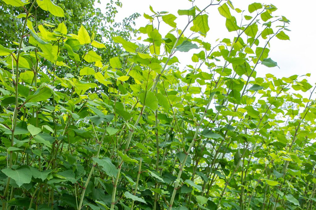 A dense thicket of Japanese knotweed with bamboo-like stems and broad, light green leaves.