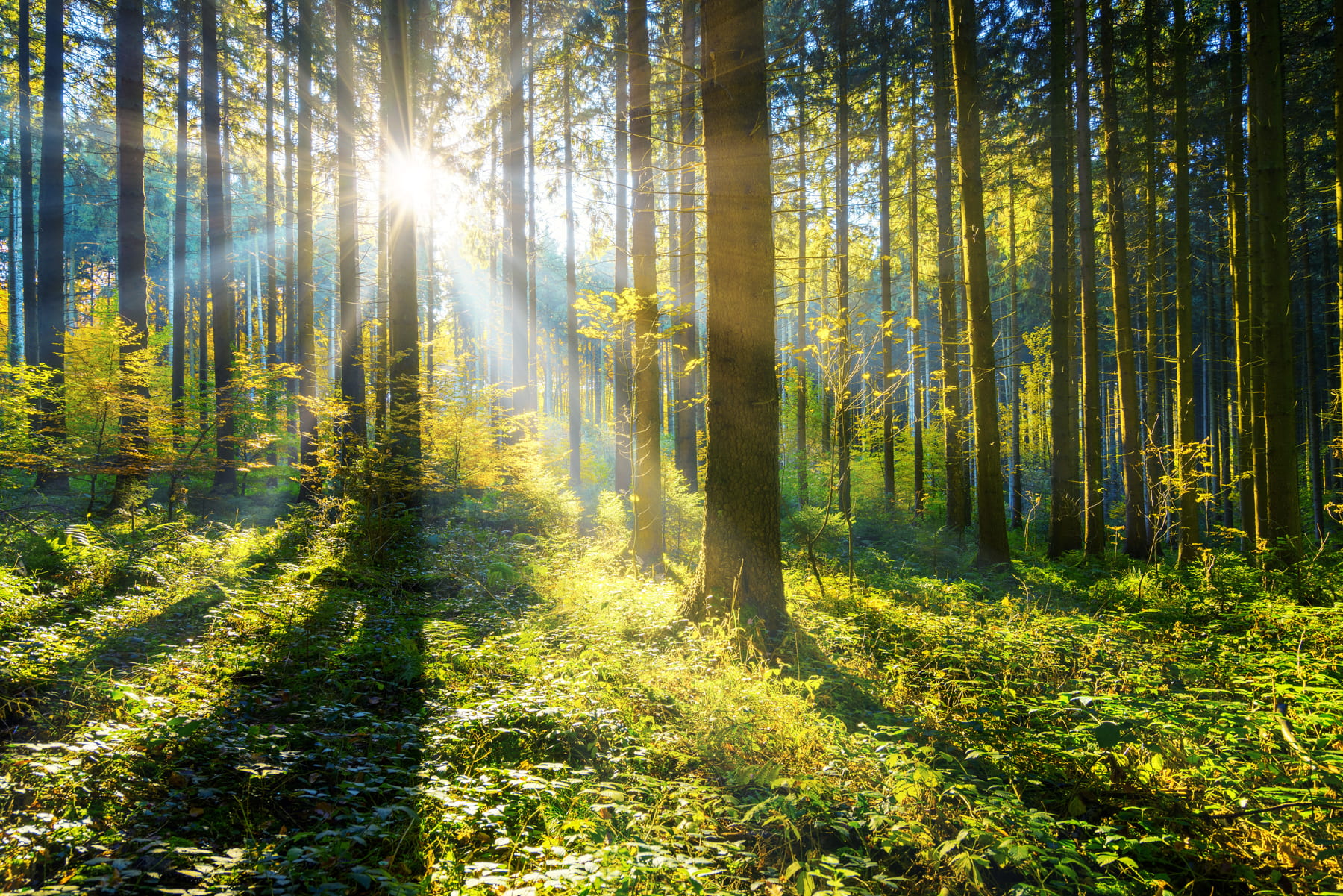 Natural capital assets: taxation drives landowners’ choices