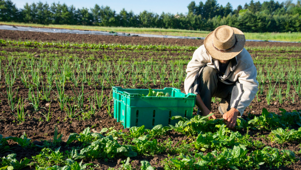 Seasonal Farm Labourers: Extension of immigration rules a temporary solution