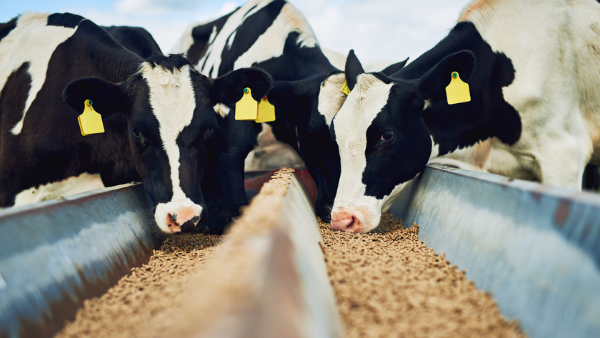 Michelmores provides legal guidance to the UK’s first report on the future of feed: a WWF roadmap to accelerating insect protein in animal feed