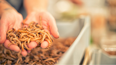 Insect Protein for Animal Feed