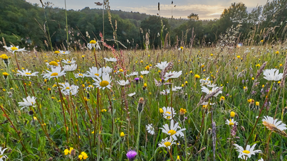 Biodiversity Net Gain: What off-site solutions are available to developers?