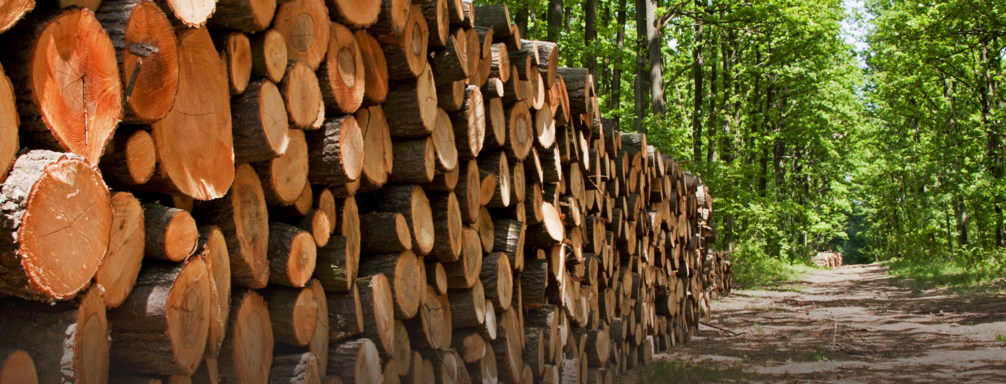 EU Timber Regulation: Is your business at risk?